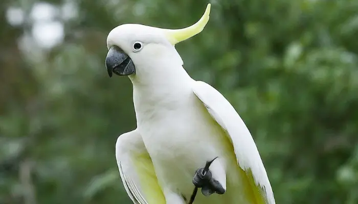 are-cockatoos-good-pets