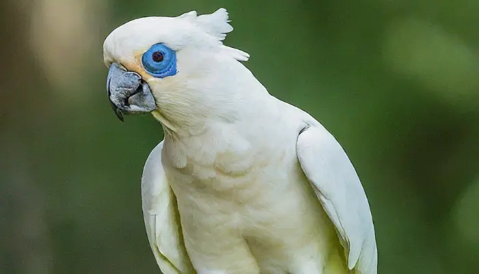 bare-eyed cockatoo price