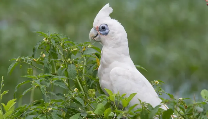 blue-eyed cockatoo