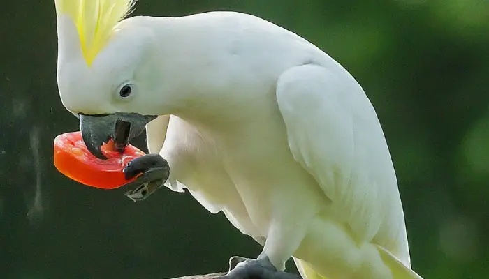 can cockatoos eat Tomatoes