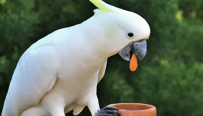 can cockatoos eat almond