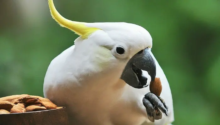 can cockatoos eat almond