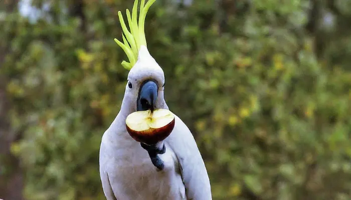 can cockatoos eat apple