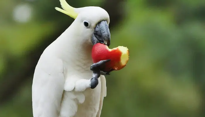 can cockatoos eat apple