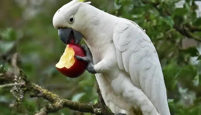 can cockatoos eat apples