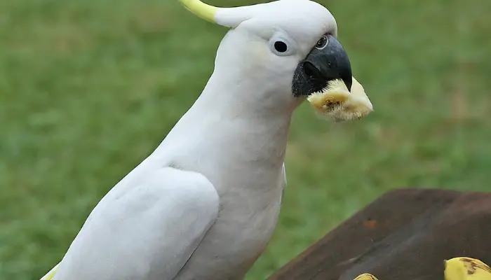 can cockatoos eat bananas