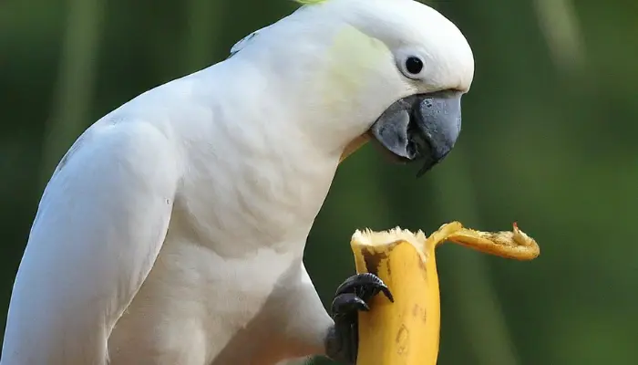 can cockatoos eat bananas