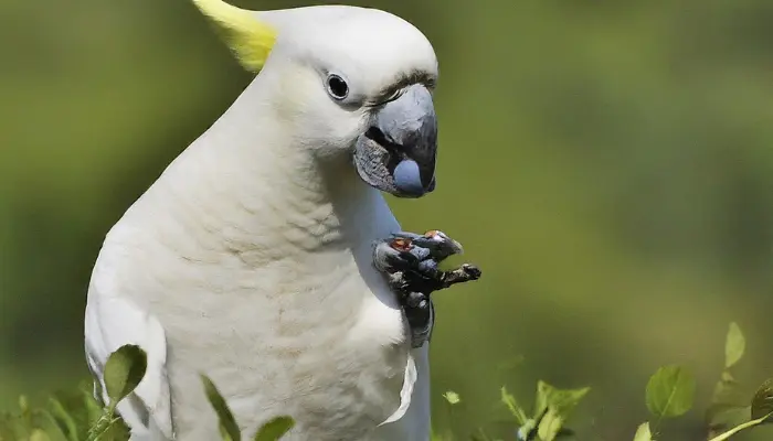 can cockatoos eat blueberries