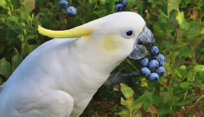 can cockatoos eat blueberries