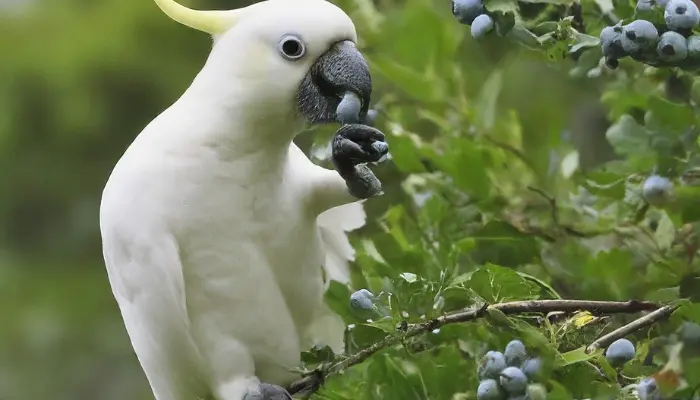 can cockatoos eat blueberries