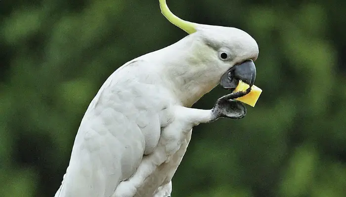 can cockatoos eat cheese