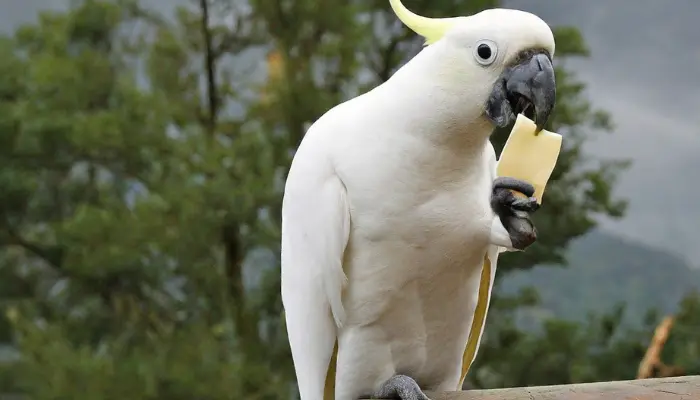 can cockatoos eat cheese