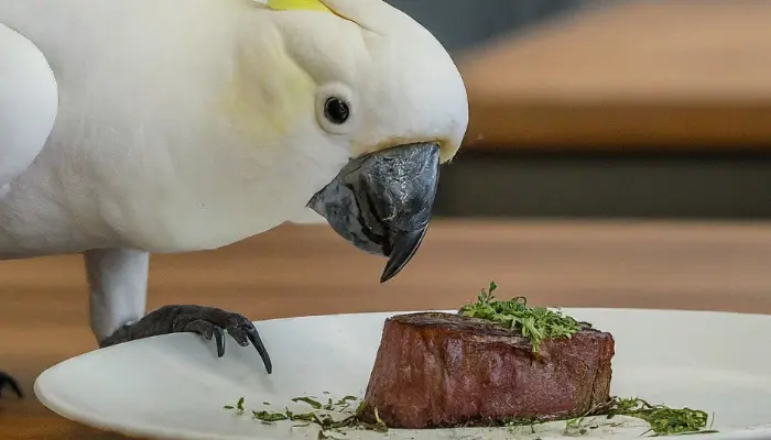 can cockatoos eat meat