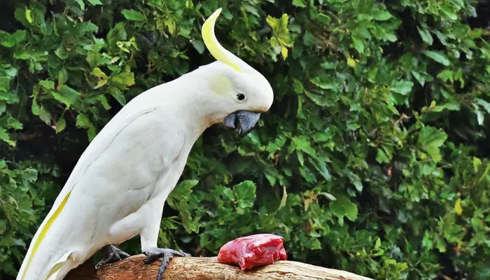 can cockatoos eat meat