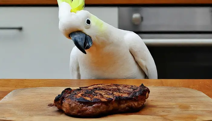 can cockatoos eat meat