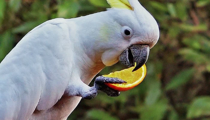 can cockatoos eat oranges