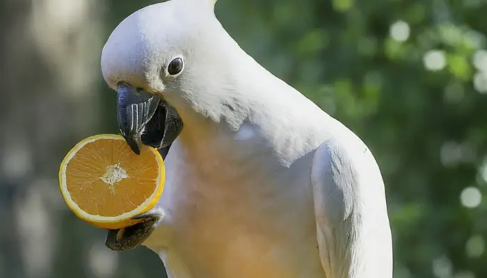 can cockatoos eat oranges