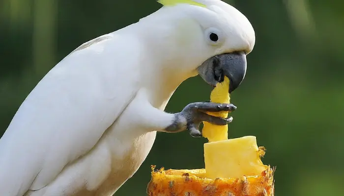 can cockatoos eat pineapple