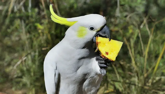 can cockatoos eat pineapple