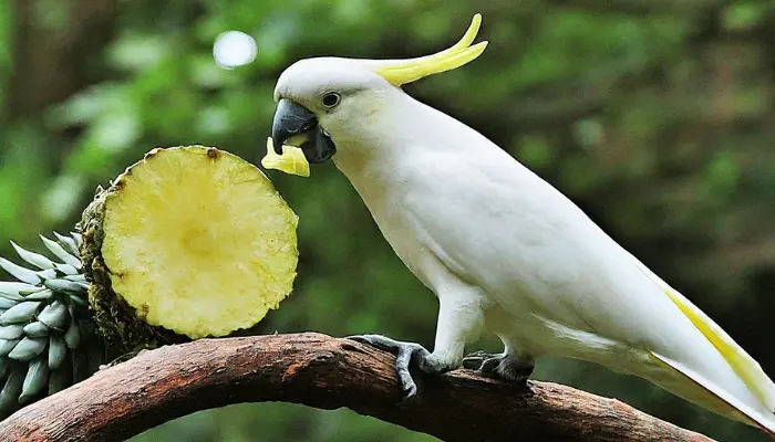 can cockatoos eat pineapple