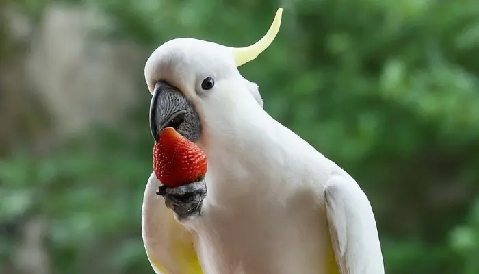 can cockatoos eat strawberries