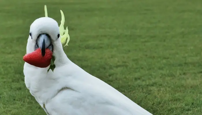 can cockatoos eat strawberries