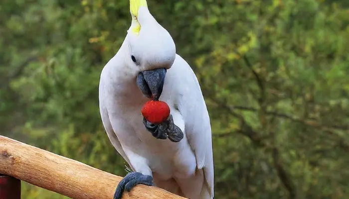 can cockatoos eat strawberries