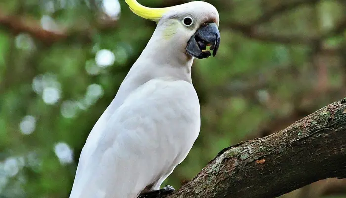 cockatoo body language 