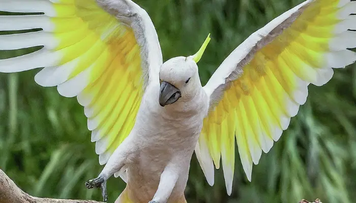 cockatoo body language 