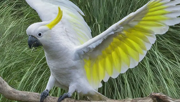 cockatoo body language