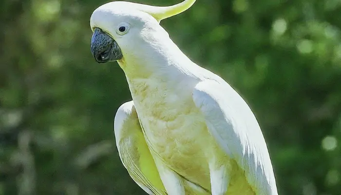 cockatoo body language 