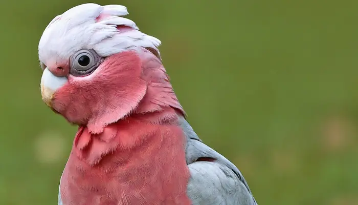 galah cockatoo price