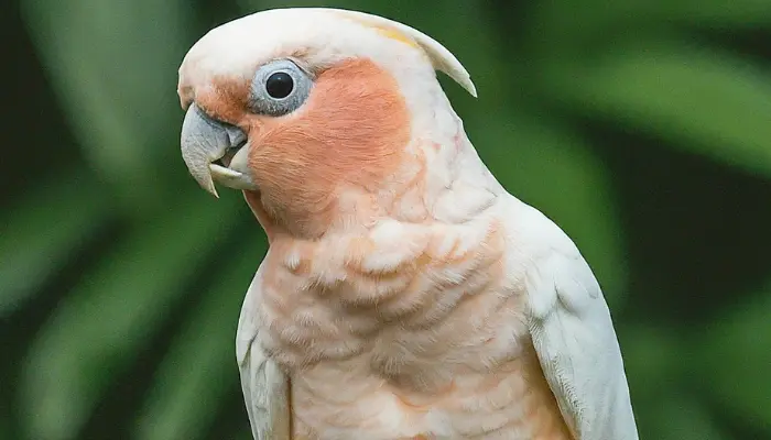 goffin's cockatoo price