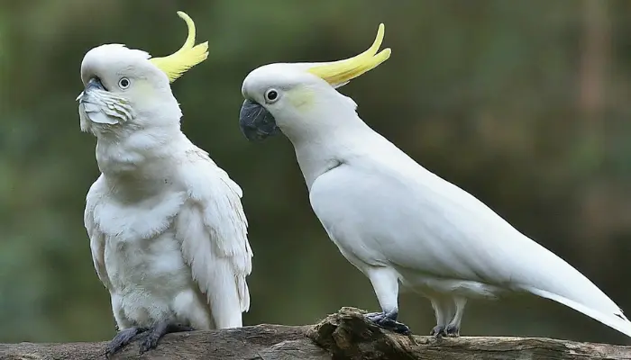 how do cockatoos mate