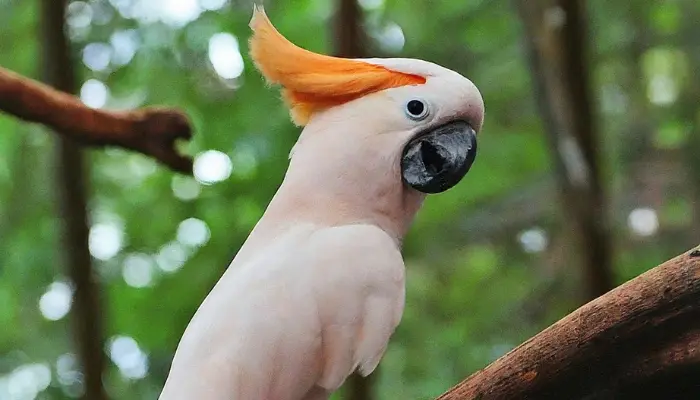 moluccan cockatoo price