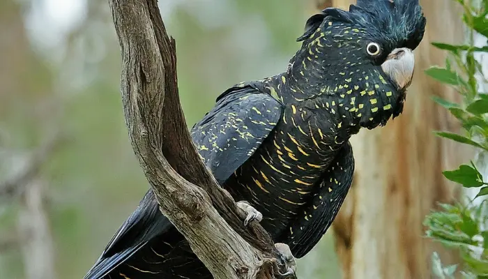 red-tailed black cockatoo