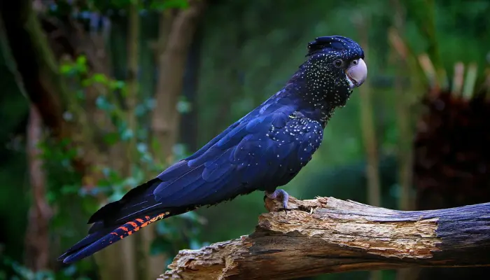 red-tailed black cockatoo