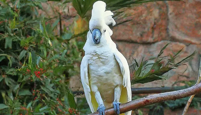 umbrella cockatoo price