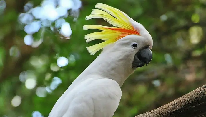 umbrella cockatoo