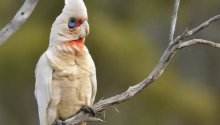 westren corella cockatoo