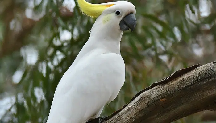 yellow-crested cockatoo price