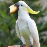 can cockatoos eat bread