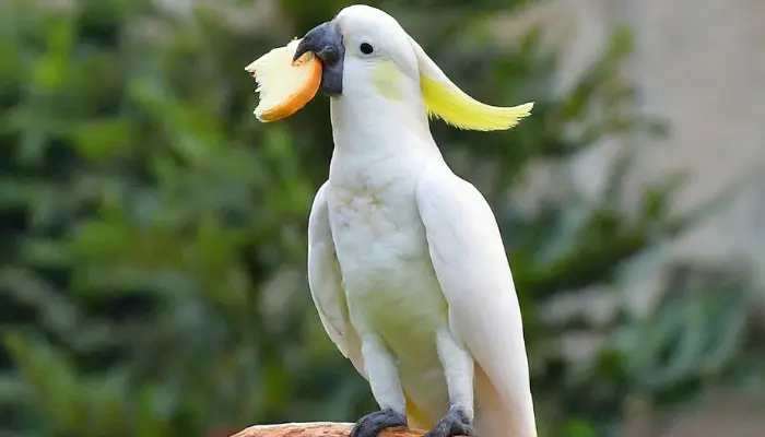 can cockatoos eat bread