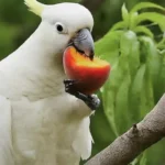 can cockatoos eat peaches