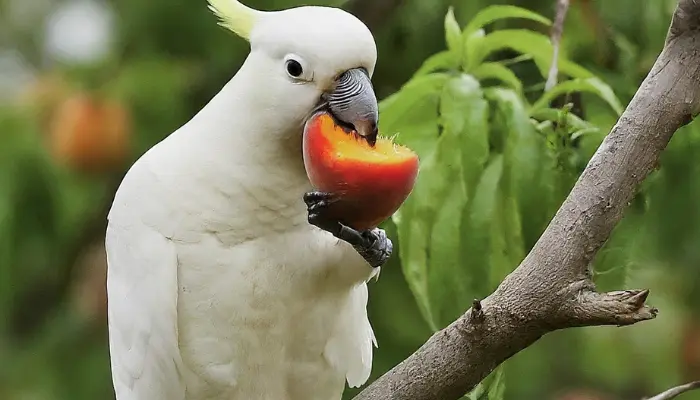 can cockatoos eat peaches